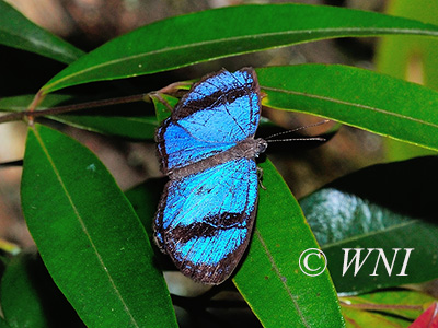 Semomesia geminus, Riodinidae
